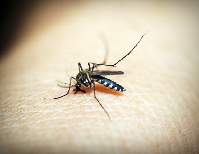 Mücke / Malariaerkrankung